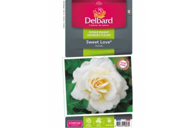 Rosier - Sweet Love® - Delbard .. 