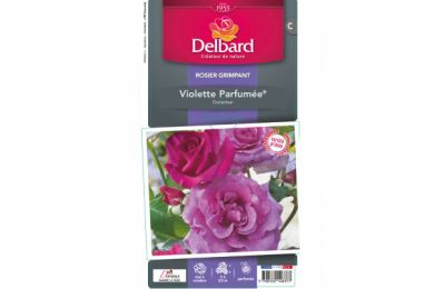 Rosier - Violette Parfumée® - Delbard .. 