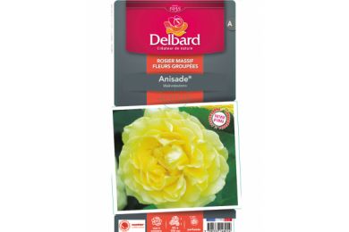 Rosier - Anisade® - Delbard .. 