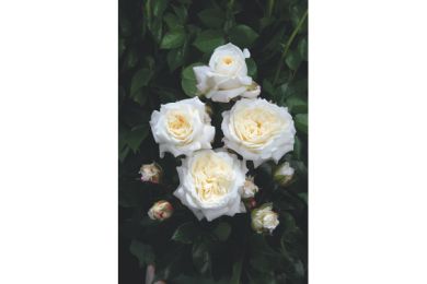 Rosier - Champollion® - Delbard .. 