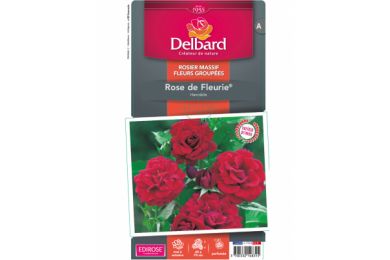 Rosier - Rose de Fleurie® - Delbard .. 