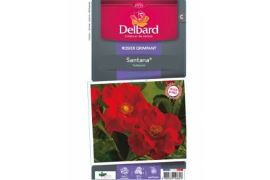 Rosier - Santana® - Delbard .. 