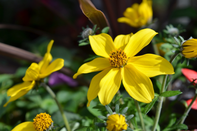 Bidens Rockstar 