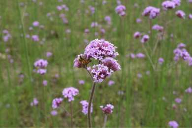 Verveine - Barquette de 6 plants