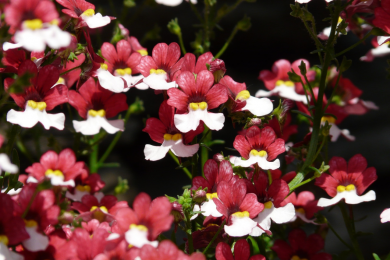 Nemesia - Pot de 10.5 cm 