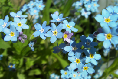 Myosotis - Pot de 10.5 cm 