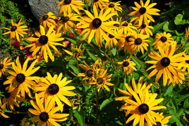 Rudbeckia - Pot de 12 cm