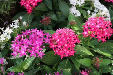 Pentas - Pot de 12 cm