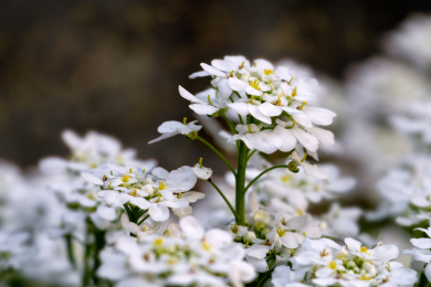 Lobularia - Pot de 10.5 cm