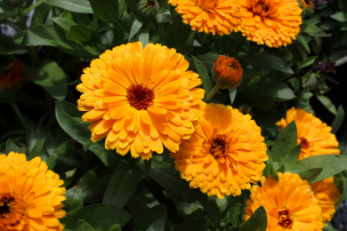 Calendula souci - Pot de 10.5 cm