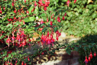 Fuschia simple - Barquette de 6 plants