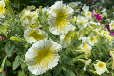 Pétunia cascade - Barquette de 6 plants