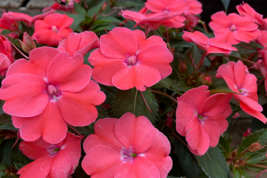 Impatiens Nouvelle-Guinée - Barquette de 6 plants