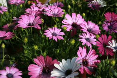 Marguerite africaine - Barquette de 6 plants